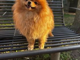 Pomerianien Mila 1.5 Jahre