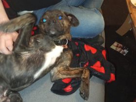 Hund in liebevolle Hände abzugeben