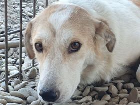 Cindy, wunderschöne Hündin mit viel Potenzial sucht Menschen mit Geduld und Zeit, 4J, 54 cm