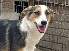 Elda, reundliche, junge Hündin mit zartem Wesen und viel Potenzial, 1.5 J, 53 cm