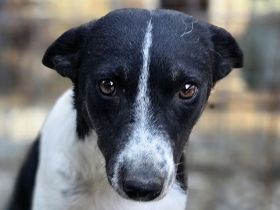 Knopf, hübscher, zarter Rüde wartet auf eine Chance auf ein besseres Leben, 3,5J, 48 cm