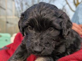 Portugiesische Wasserhund Bergamasker Mix Welpen