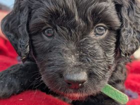 Portugiesische Wasserhund Bergamasker Mix Welpen