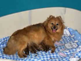 Mittelspitze orange sable