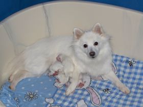 Süße Eisbärchen <3 weiße Mittelspitzwelpen