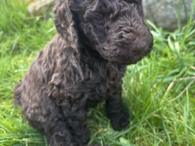 Braune Großpudel Welpen - VDH Papiere