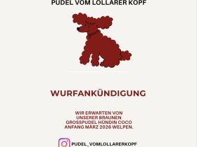 Königspudel Wurfankündigung