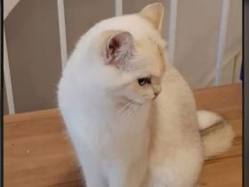 BKH Katze , Sieal Golden Shell Ny1233