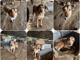 Tilda – ruhig und freundlich