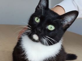 Die süße Calceta, 9 Mon. alt, wünscht sich ein Zuhause