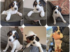 Flora, Fredi, Feli, Franz und Franzi, 5 Geschwister suchen jeweils Ihre Zweibeiner