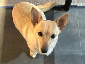 Foxy: Kleine Kuschelmaus sucht ihr Körbchen