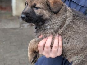 Deutsche Schäferhundwelpen