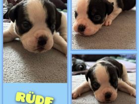 OEB-Boxer-Mix-Welpen