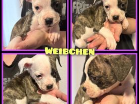 OEB-Boxer-Mix-Welpen