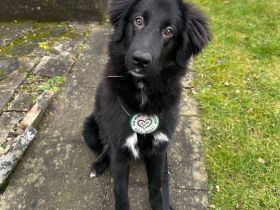 Lassie sucht ein erfahrenes Zuhause.