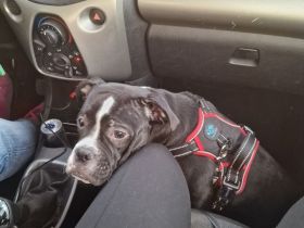 Old English Bulldog/ amerikanische Bulldoge Mix