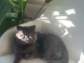 Lieber Katzenjunge sucht neues Heim.