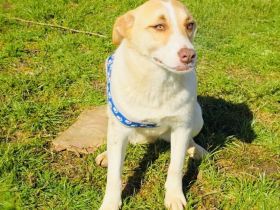 Labby Mix Mädchen sucht ein Zuhause