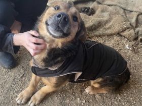 Großes Herz sucht festen Wohnsitz: Das ist Seppi