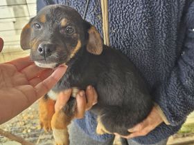 Lotti, Lulu, Wendy und Paul suchen ihr Glück