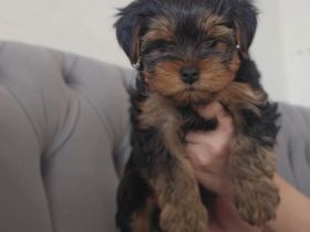Nur noch 1 Rüde frei! Süße Yorkshire Terrier Welpen