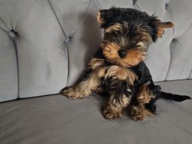 Yorkshire Terrier Welpe: Traumhaftes Puppengesicht & Mega-Wimpern!