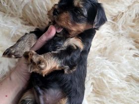 Nur noch 1 Rüde frei! Süße Yorkshire Terrier Welpen