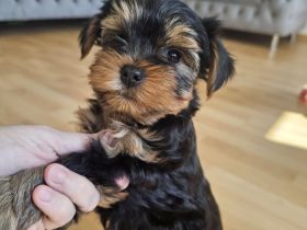 Nur noch 1 Rüde frei! Süße Yorkshire Terrier Welpen