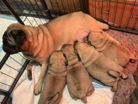 Retro Mops Welpen in liebevolle Hände abzugeben 🐾