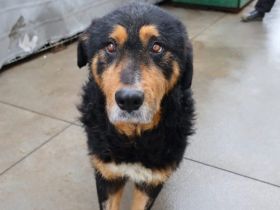 Nielson - groß, ausgeglichen und liebenswert!