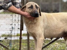 Ronja: Für Menschen mit Geduld, Ruhe und ganz viel Herz.