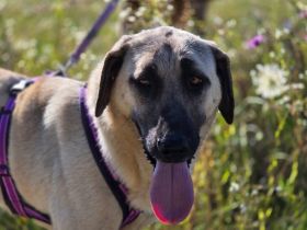 Ronja: Für Menschen mit Geduld, Ruhe und ganz viel Herz.