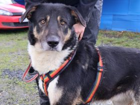 Großer Schmusebär Rasmus wartet auf seine Familie