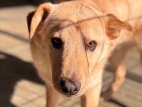 Liebevoller Mats - ein treuer Begleiter mit viel Lebensfreude!