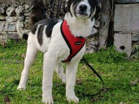 Marcy sucht ein Körbchen