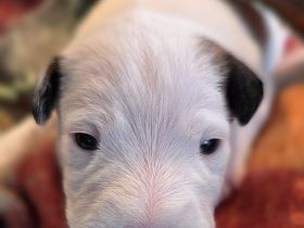 Parson Russell Terrier Welpen geboren 8.2.26