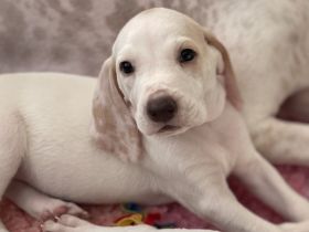 Porcelaine – puppy with PP