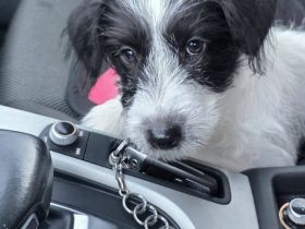 Zuhause gesucht für Malu