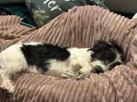 Zuhause gesucht für Malu