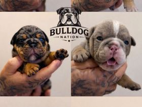 OEB Welpen suchen zuhause