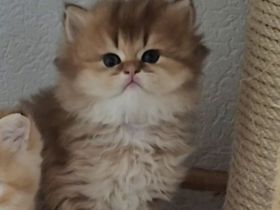 Bkh/BLH KITTEN REINRASSIG MIT STAMMBAUM