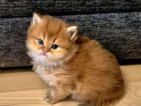 Bkh/BLH KITTEN REINRASSIG MIT STAMMBAUM