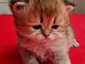 Bkh/BLH KITTEN REINRASSIG MIT STAMMBAUM