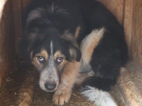 Liebevolle Schutzzone für Koa gesucht