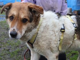 Freundliche und zugewandte Nicki sucht Familienanschluss