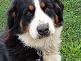 Berner Sennenhündin sucht liebevolles Zuhause