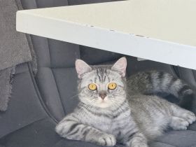 🐾 Britisch Kurzhaar Katze „Zoe“ (weiblich)