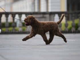 lagottogigantedeprimavera