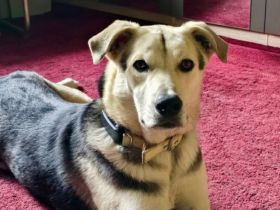 Traumhund Bonito sucht sein Zuhause